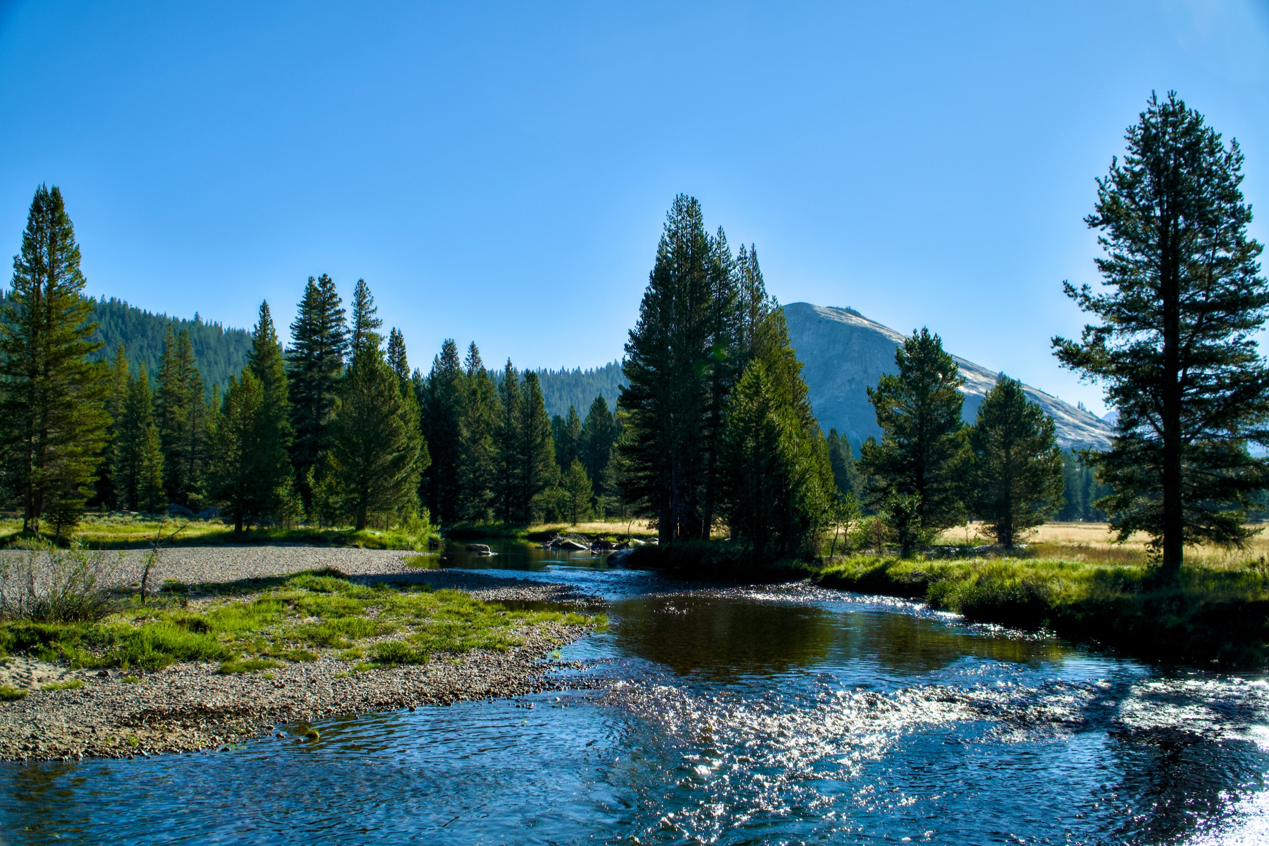 The Tuolumne River running through forest