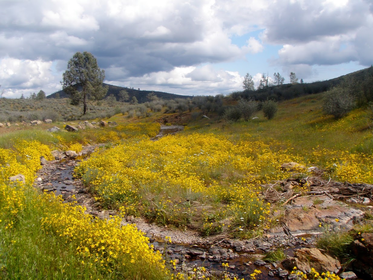 Yellow spring wildflowers on a hillside above a creek in the Red Hills