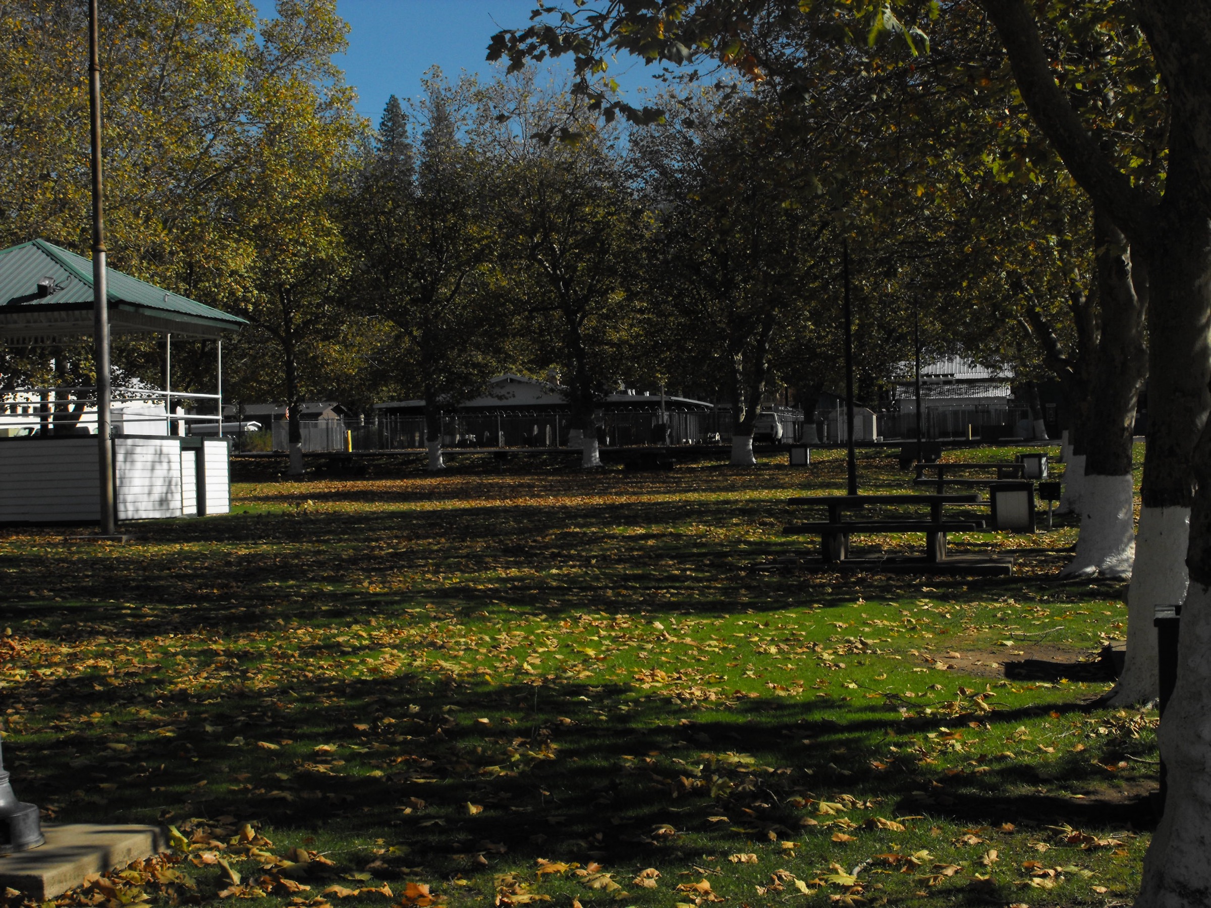 Gazebo and sycamores in the downtown park in Tuolumne