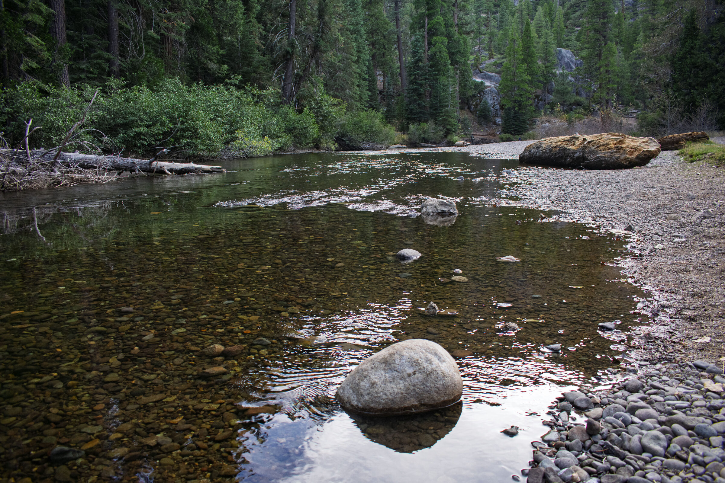 The clear, shallow Middle Fork Stanislaus River running over stones below forested slopes near Kennedy Meadows