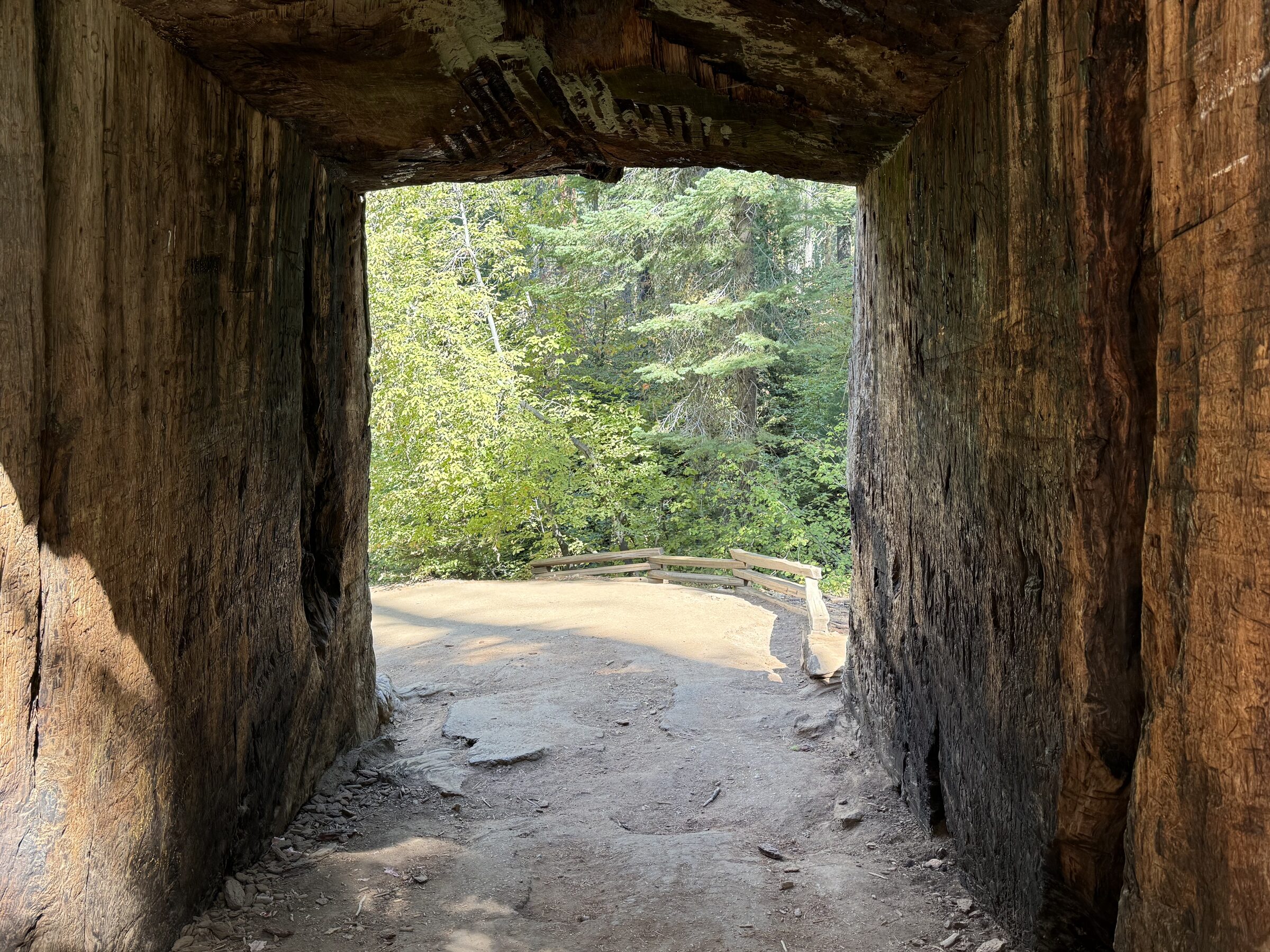 Looking through the tunnel cut in a giant sequoia stump in the Tuolumne Grove, Yosemite